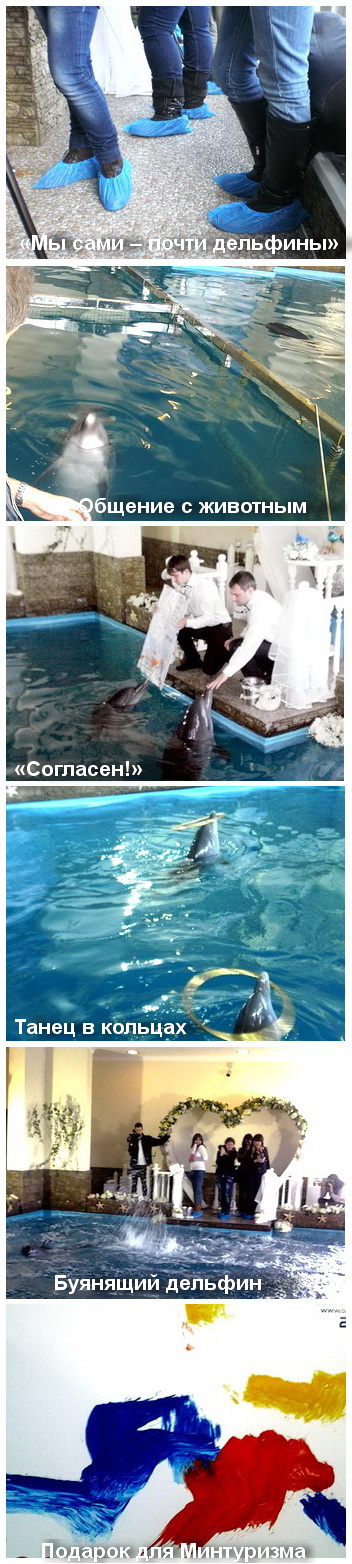 Дельфины как настоящие символы Крыма