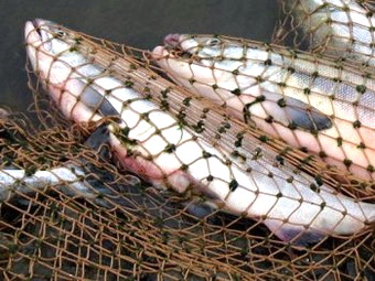 Более двух тонн морепродуктов не достались браконьерам
