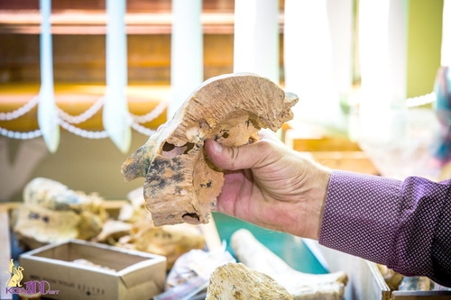 В КФУ будет открыт палеонтологический центр