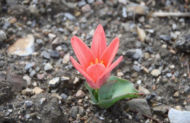 В Никитском саду цветут первые тюльпаны