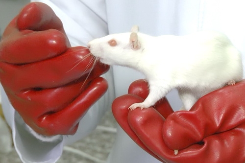 Ученые КФУ проверили «вейпинг» на крысах
