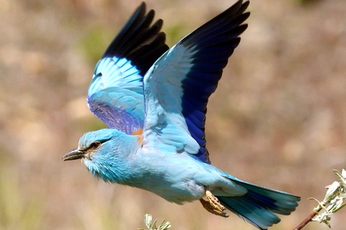 Сизоворонки, экзотические птицы в Крыму