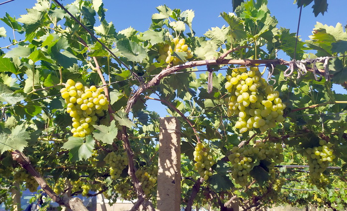 Осень. Винодельческие хозяйства начали сбор винограда