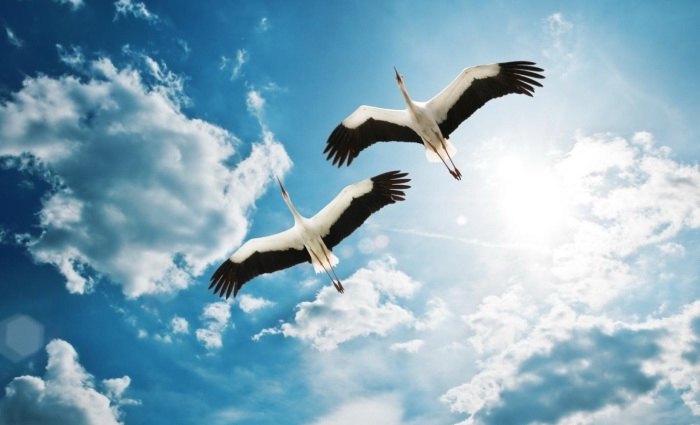 Белые птицы в синем небе