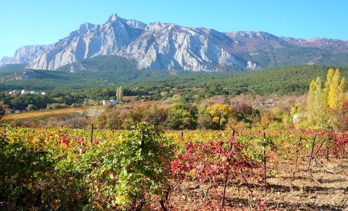 Крым активно прирастает виноградниками