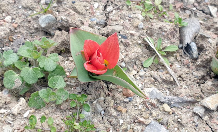 В Никитском саду раскрылись первые тюльпаны