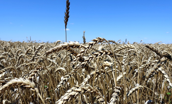 Крымские аграрии намолотили свыше 1,6 миллионов тонн зерновых и зернобобовых культур