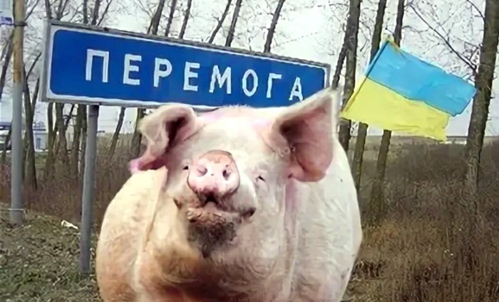 Стрижка свиней