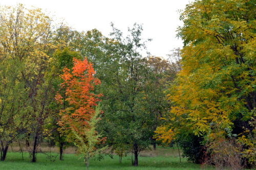 Как лечили посла в клинике Феофания