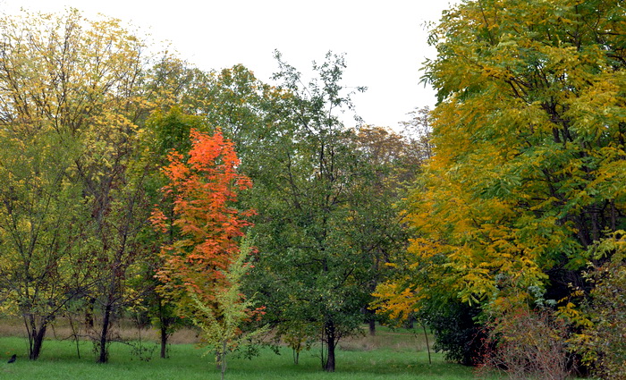 В багрец и золото…