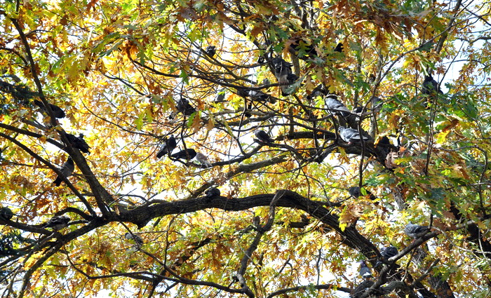 Ликвидамбар и другие