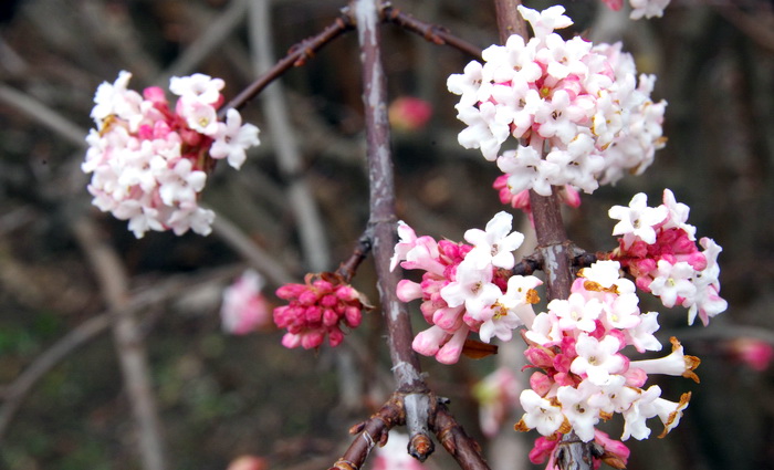 Вновь цветет калина!