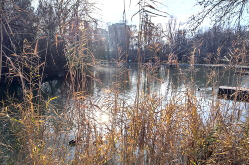 Наш общий дар бесценный – речь