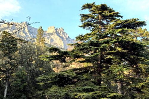 Медведь, он же Мишка, символ защиты родной земли