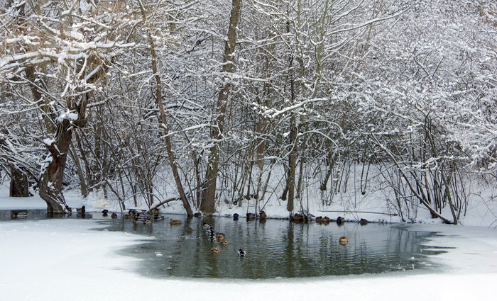 Бакланий пруд
