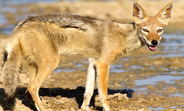 Волчий вой переходит в скулеж шакалов
