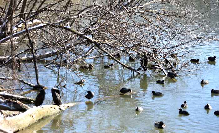 И снова мандарин!