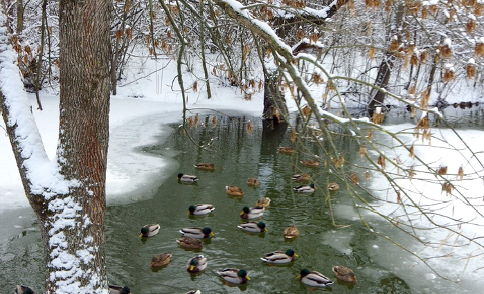 Что цветёт зимой