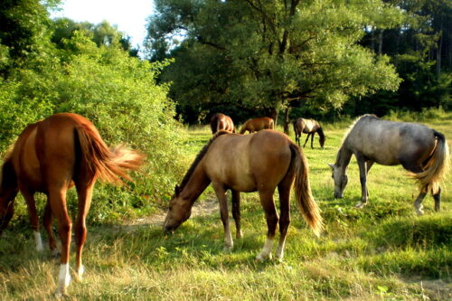 Пять тысяч крымчан прошли через Афган