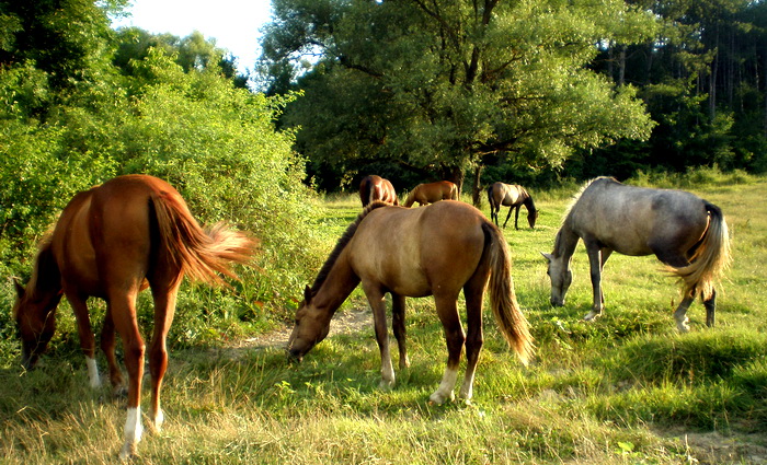 Эх, кони, кони-звери!