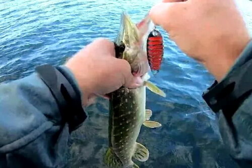 Ай, Эстония! Знать, она сильна…