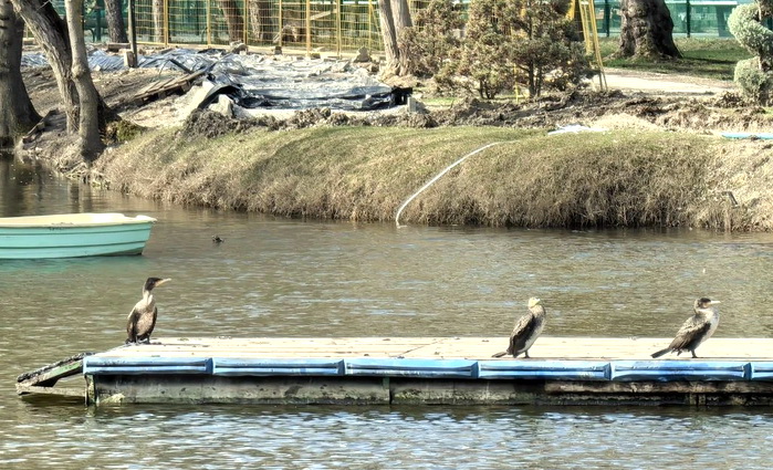 Что делать с бакланами?