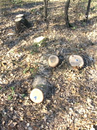 В Бахчисарайском районе уничтожена сотня дубовых деревьев