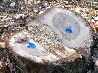 В Бахчисарайском районе уничтожена сотня дубовых деревьев