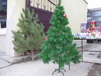 В Крыму началась предновогодняя заготовка и охрана елок